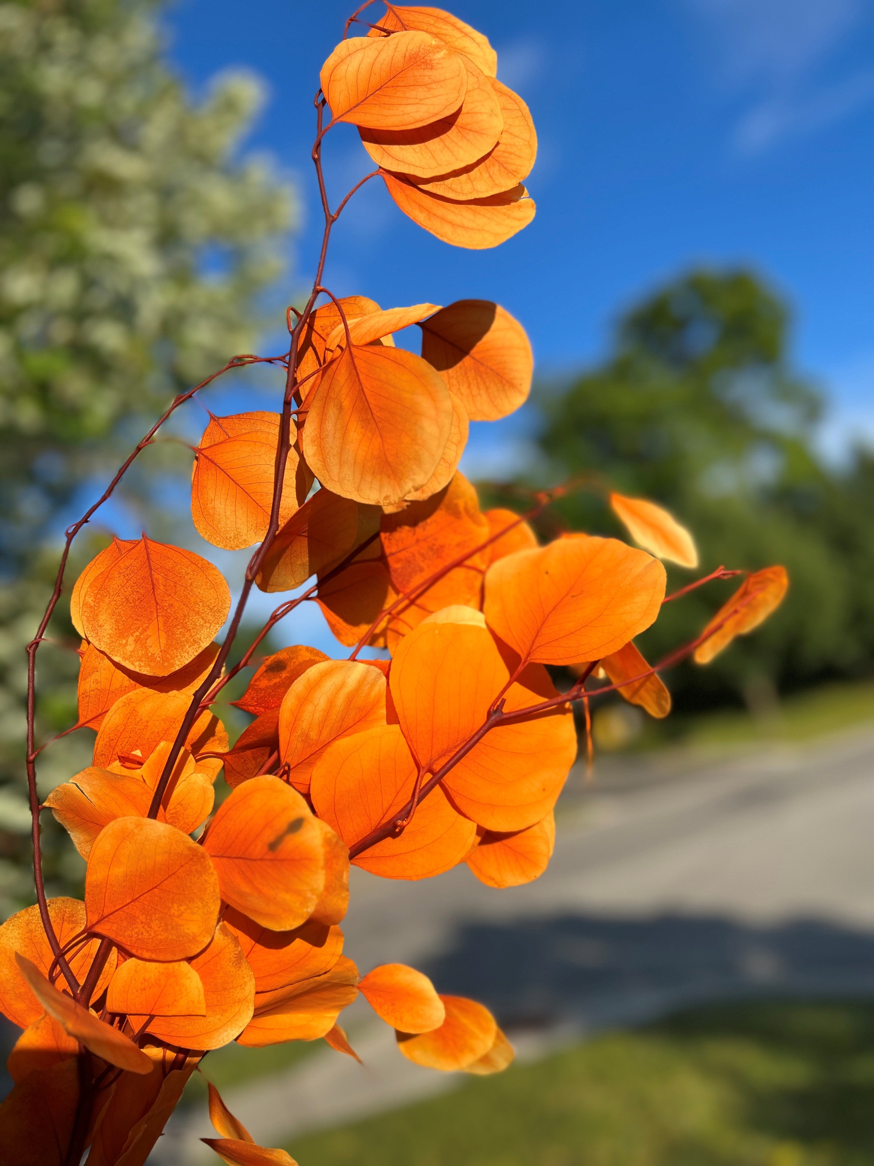 Silver Dollar Eucalyptus